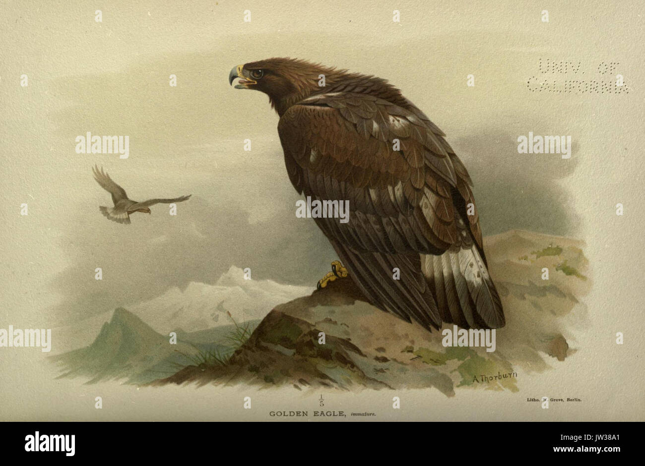 Eagle species characteristics hi-res stock photography and images - Alamy