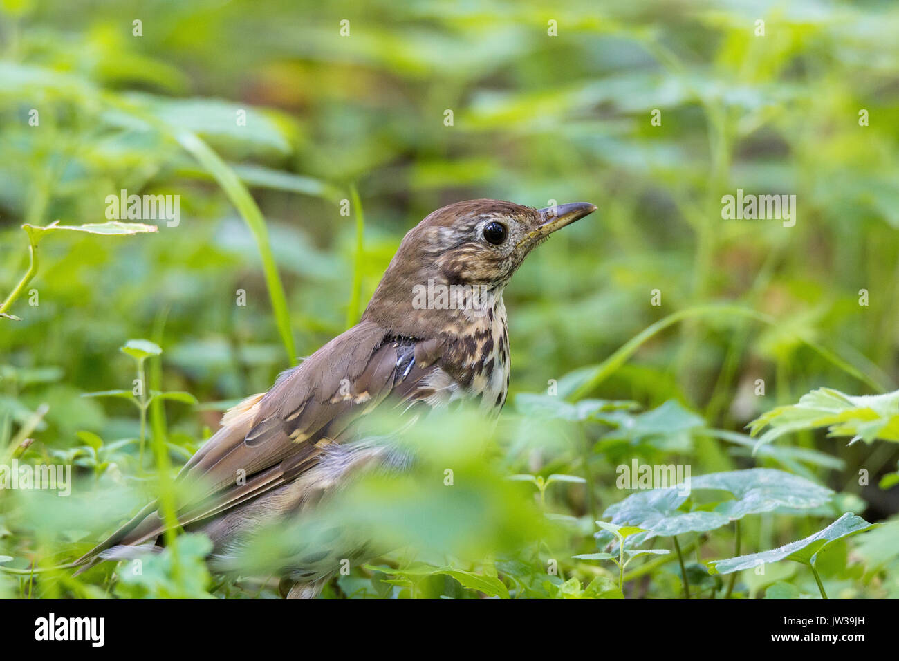 Grasslander Song thrush english british garden bird hi-res stock photography and ...