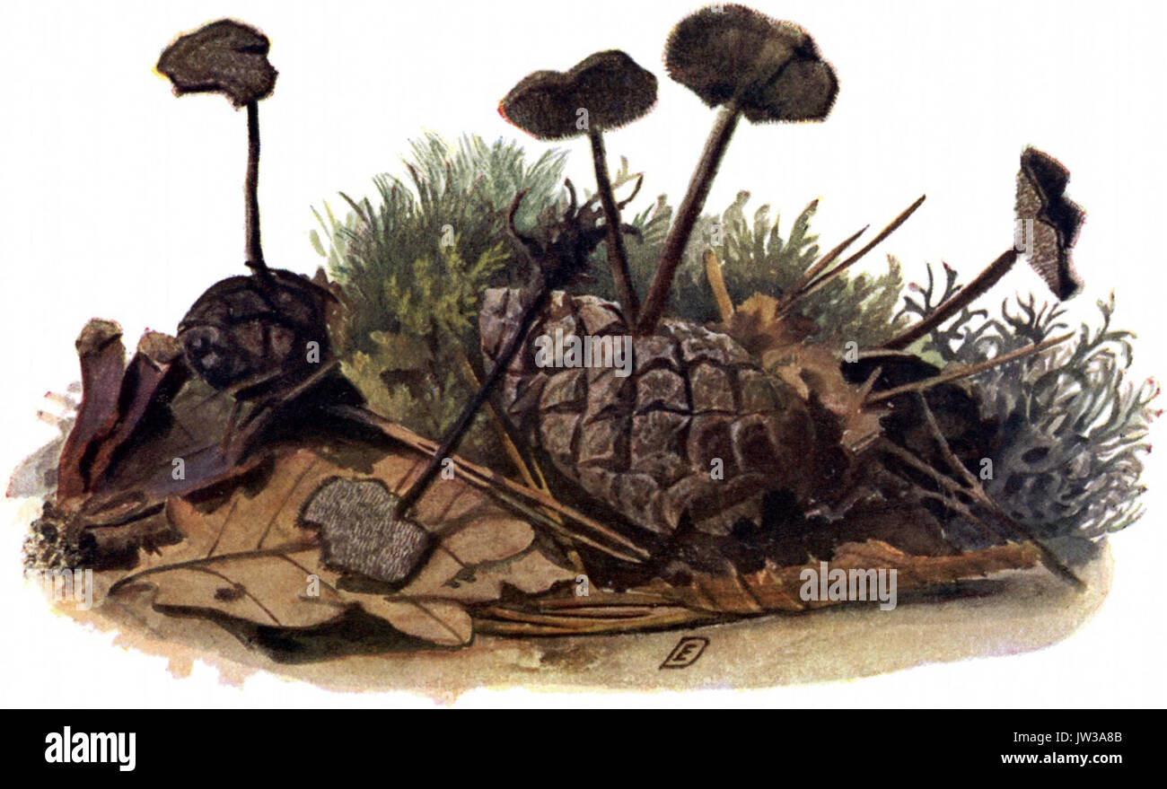 Pilze d  Heimat, T  28b   Hydnum auriscalpium Stock Photo