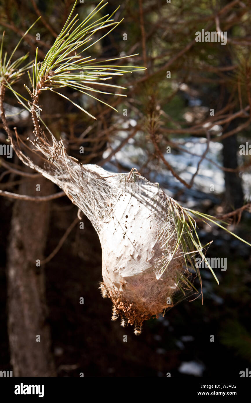 Nest of a pine processionary moth with caterpillars on a pine branch Stock Photo
