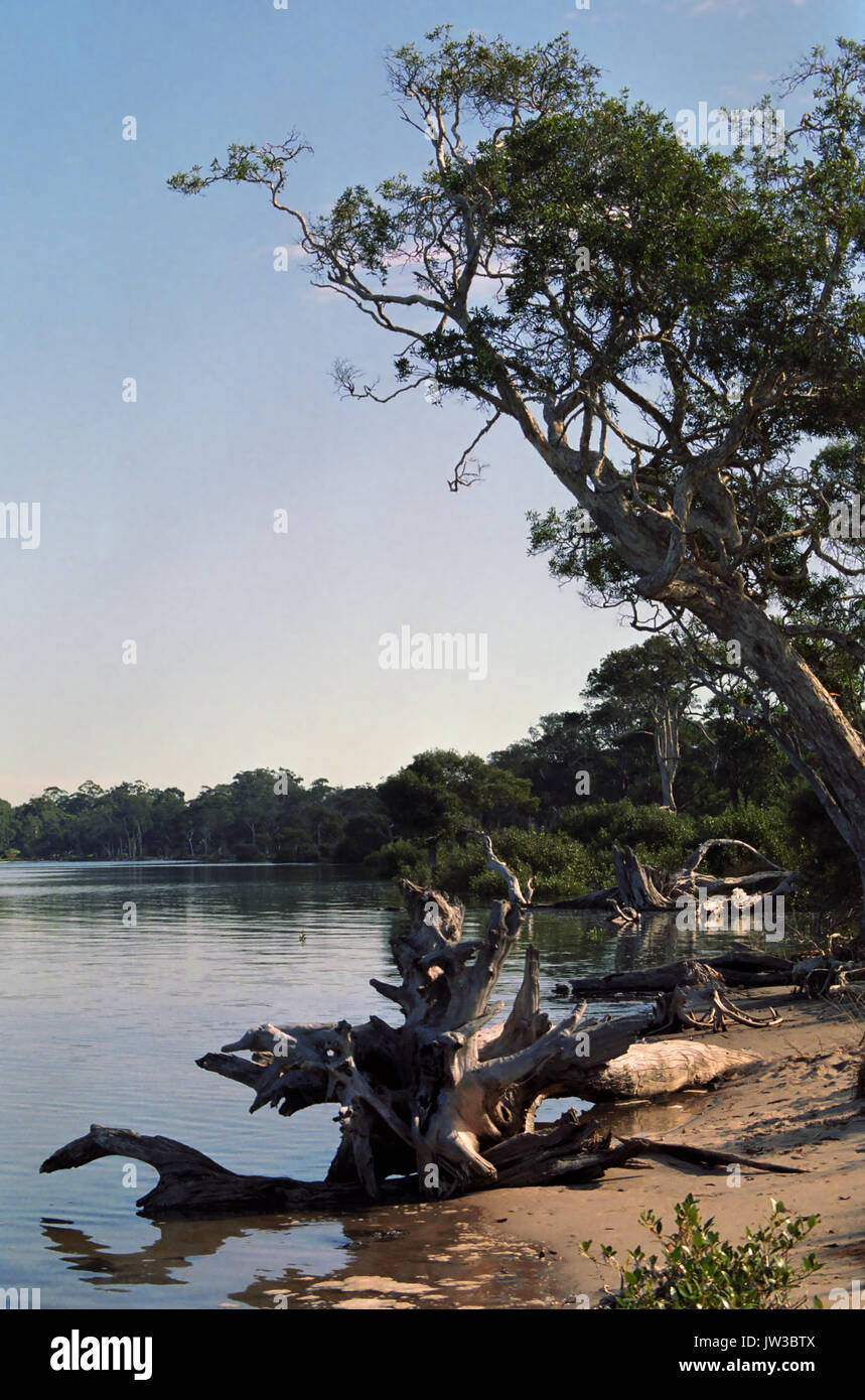 Lilli Pilli Walkway by Tilligerry Creek, Lemon Tree Passage, Port Stock
