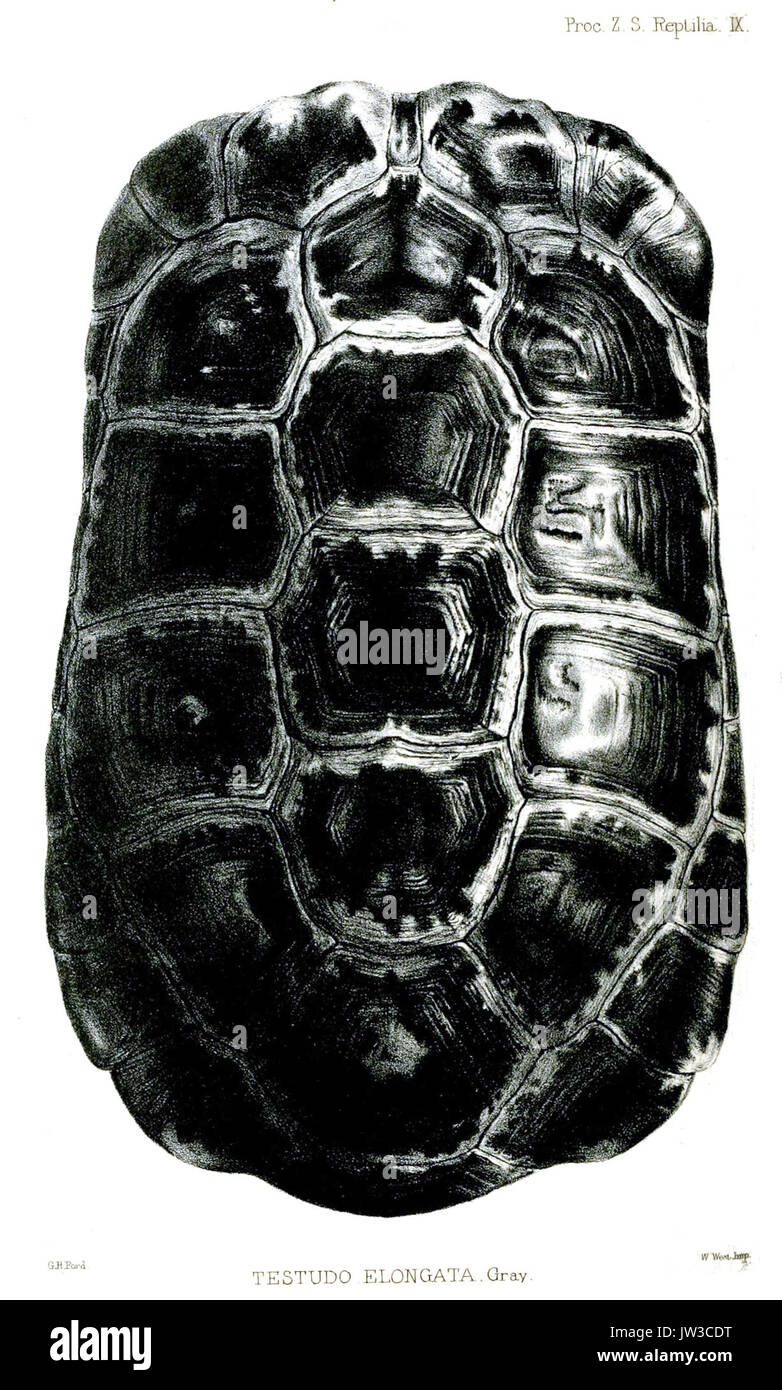 Testudo Elongata, commonly known as the elongated tortoise, is a ...