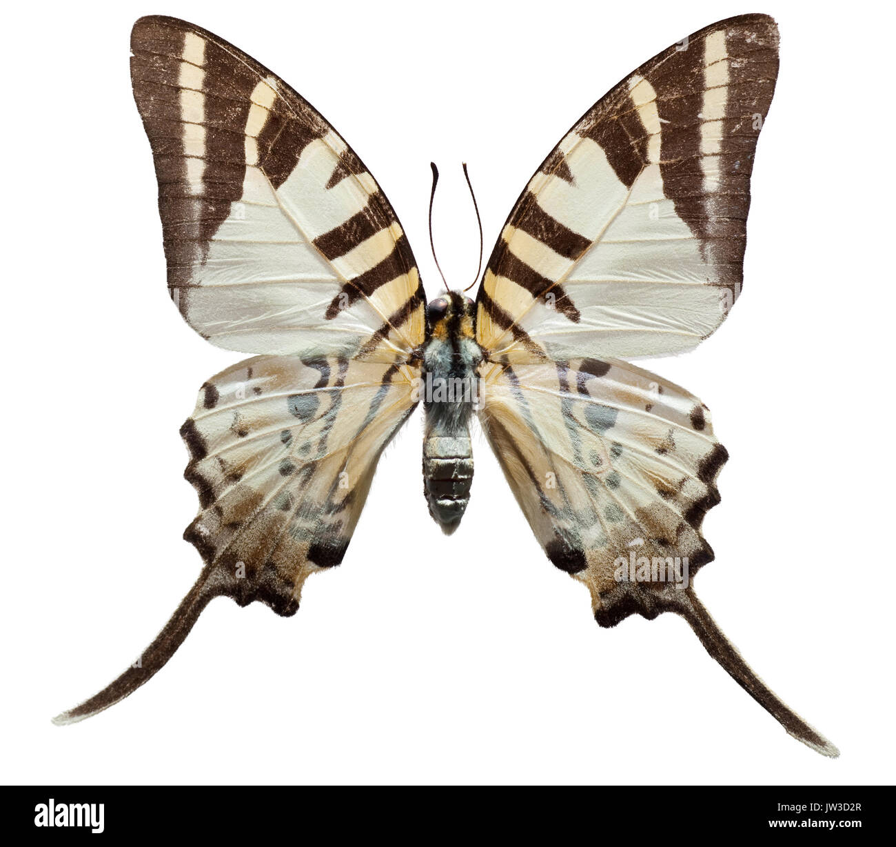 closeup studio image of Five Bars butterfly Stock Photo