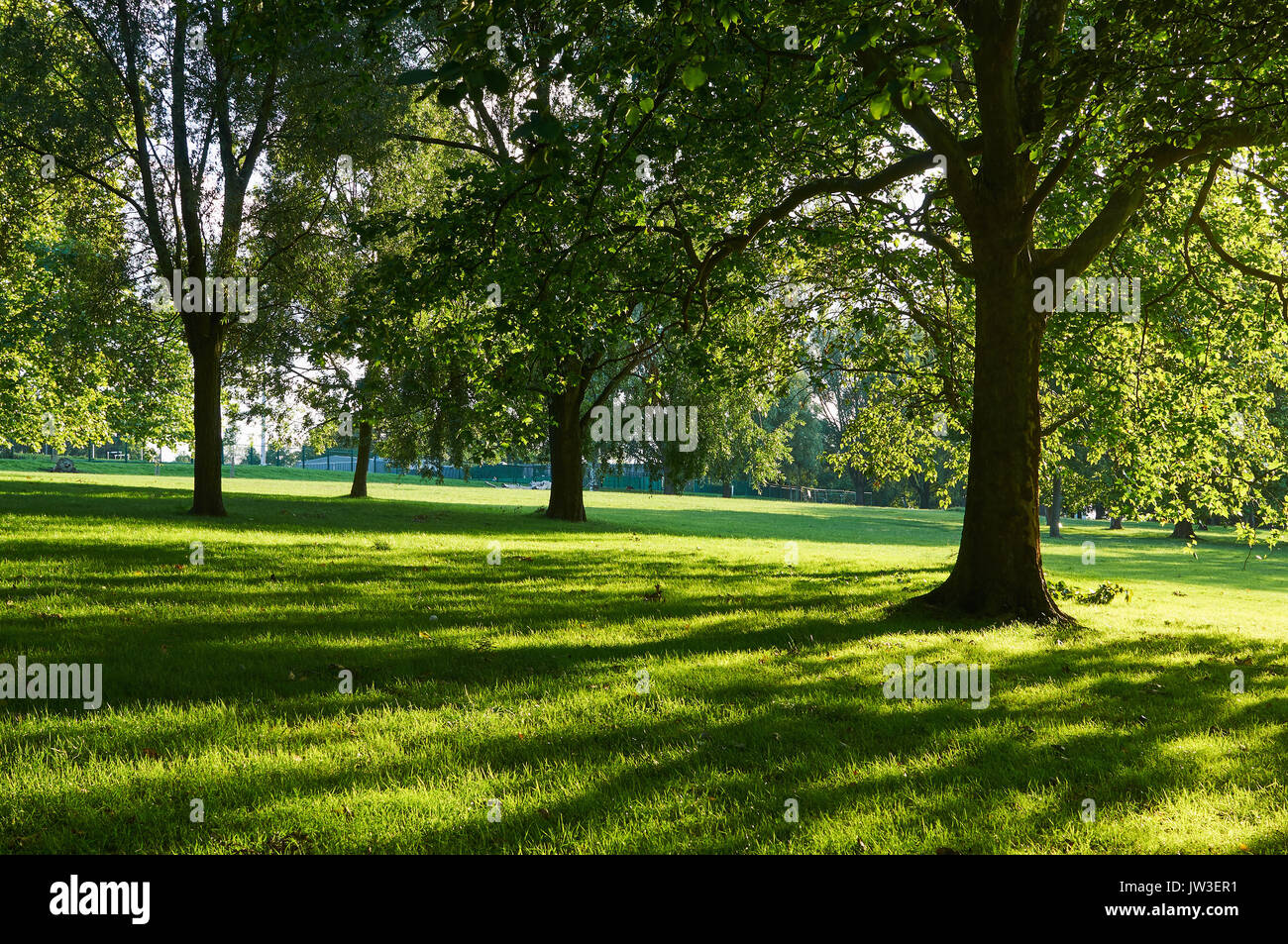 Trees in Finsbury Park, North London, in the early evening Stock Photo