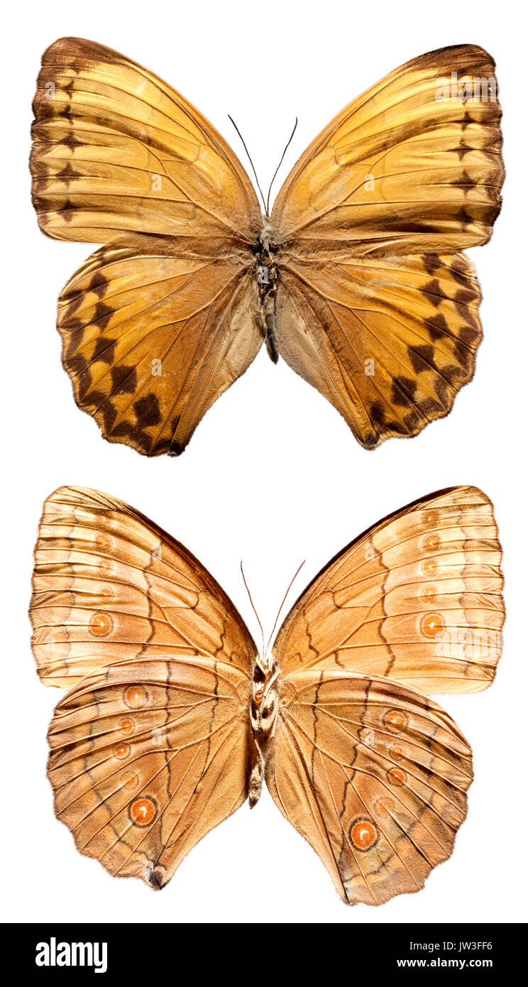 Howqua Butterfly (upper and lower) [Stichophthalma howqua] Stock Photo