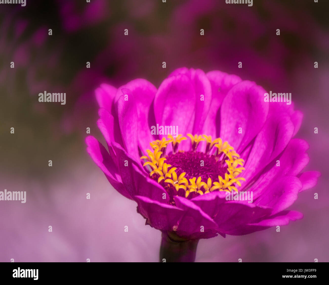 Pink gerbera daisy with yellow ring Stock Photo