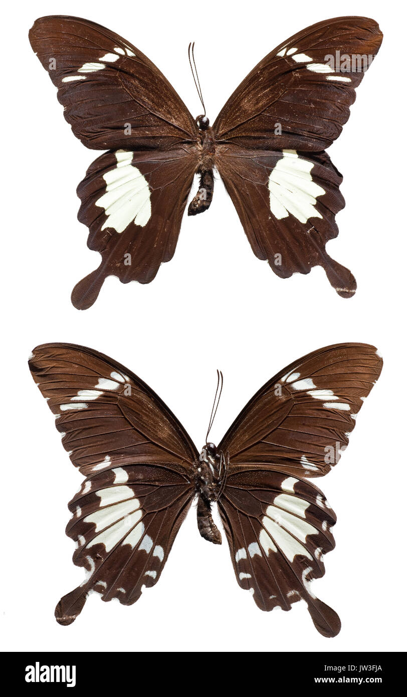Black and White Helen Butterfly [Papilio nephelus chaon] (upper and