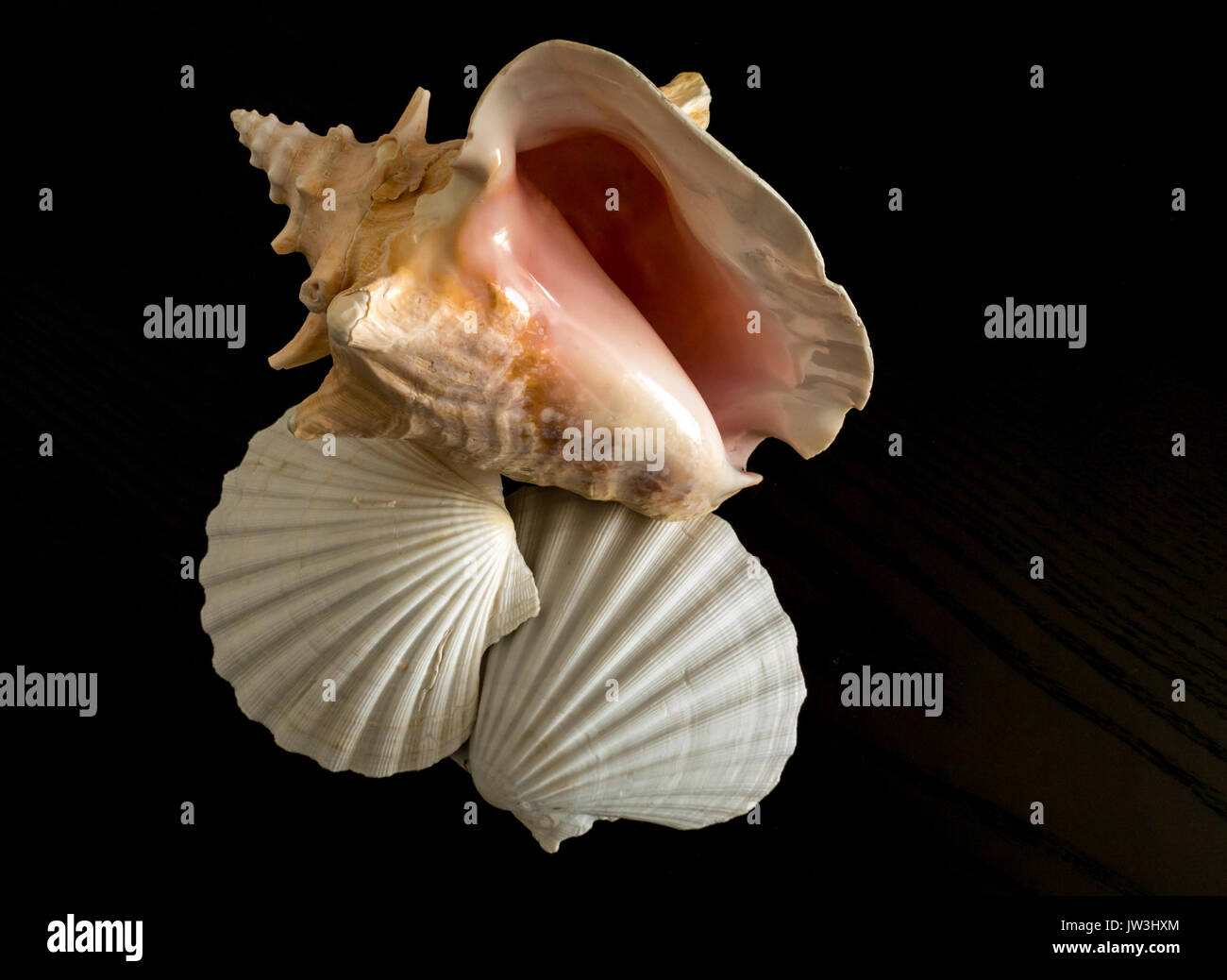 Sea shells including large pink conch and two large white scallop shells on black background Stock Photo