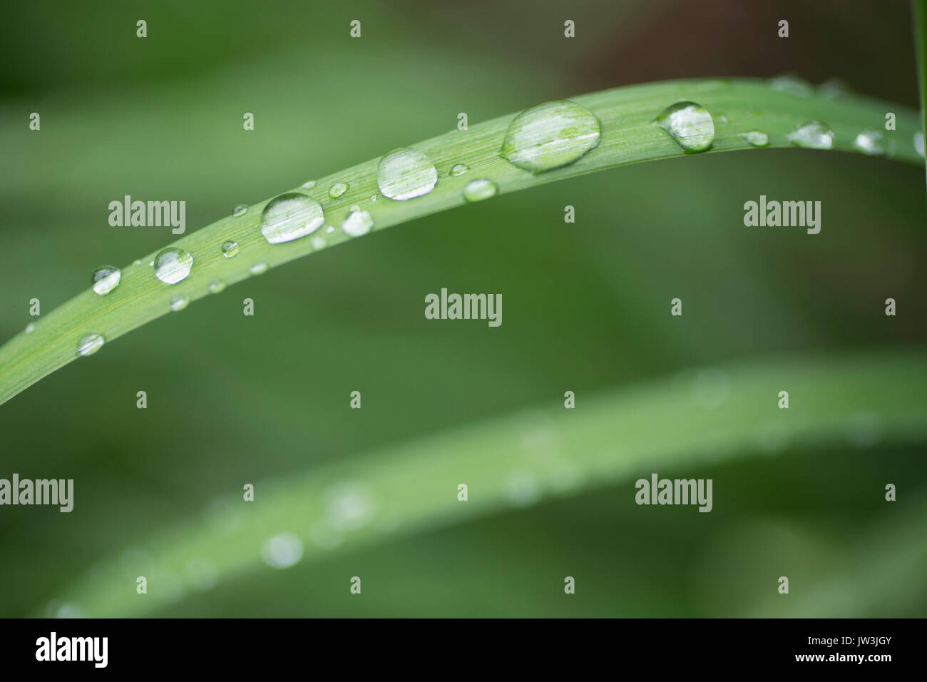 Raindrops grass hi-res stock photography and images - Alamy