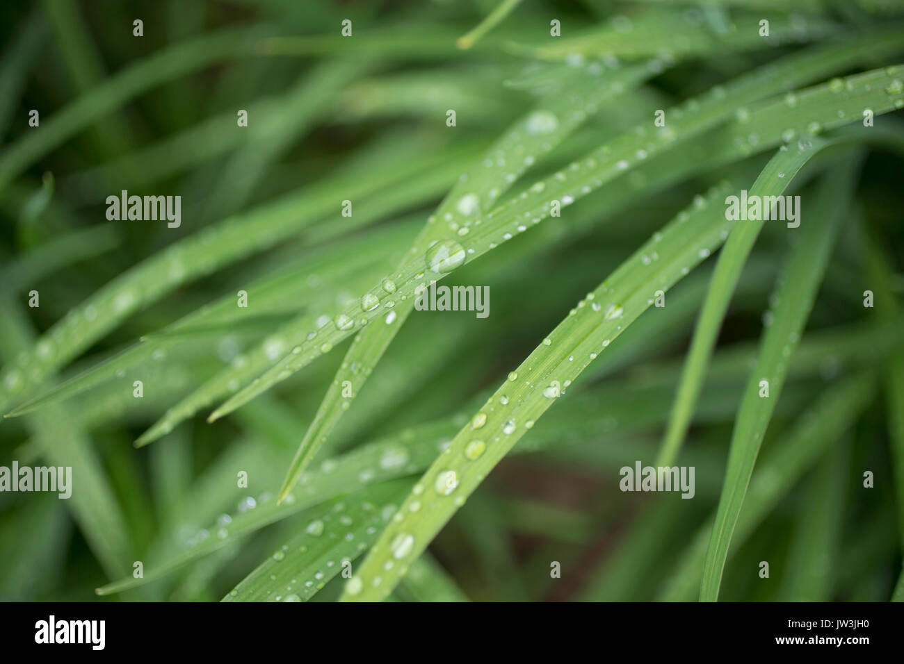 Close up of raindrops hi-res stock photography and images - Alamy