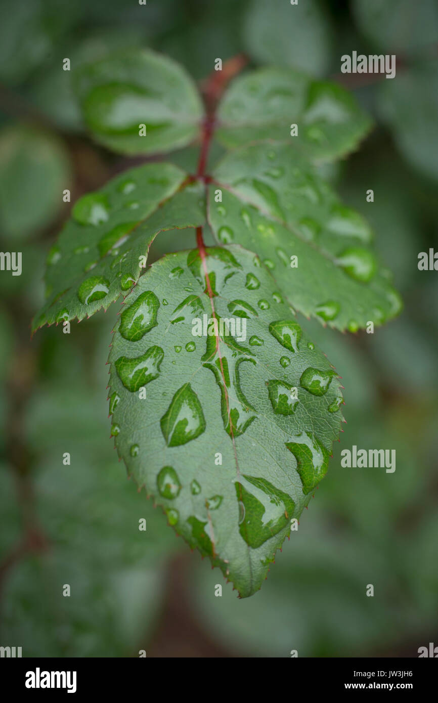 Wet leaves hi-res stock photography and images - Alamy