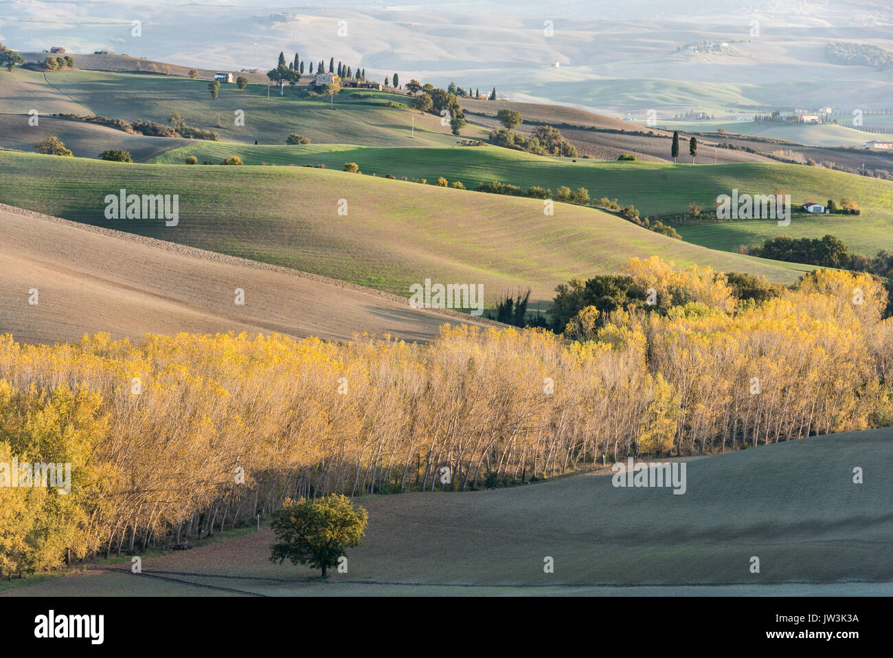Italy, Tuscany, San Quirico D'orcia, Hills of cultivated land and autumn yellow forests illuminated by setting sun Stock Photo