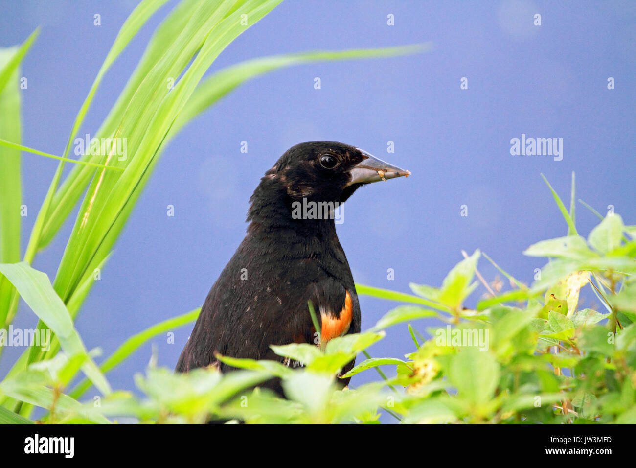 Red-winged Blackbird, Agelaius phoeniceus, peering from foliage Stock Photo