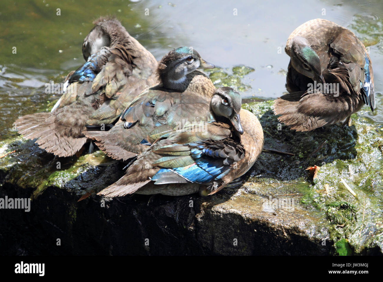 Wood Duck, Aix sponsa, juveniles huddling at the waters edge Stock Photo