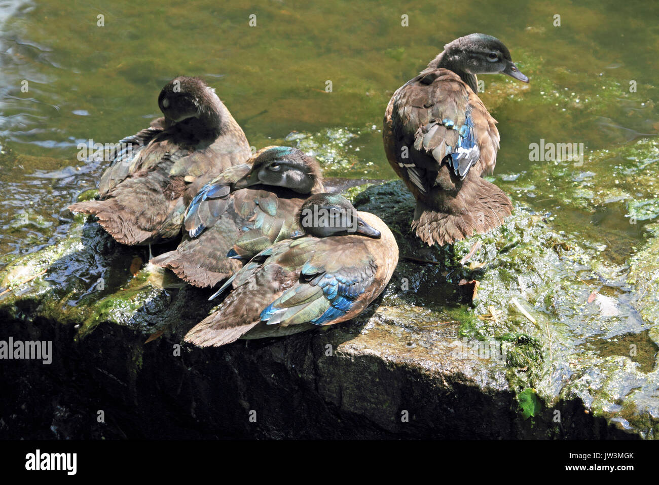 Wood Duck, Aix sponsa, juveniles huddling at the waters edge Stock Photo