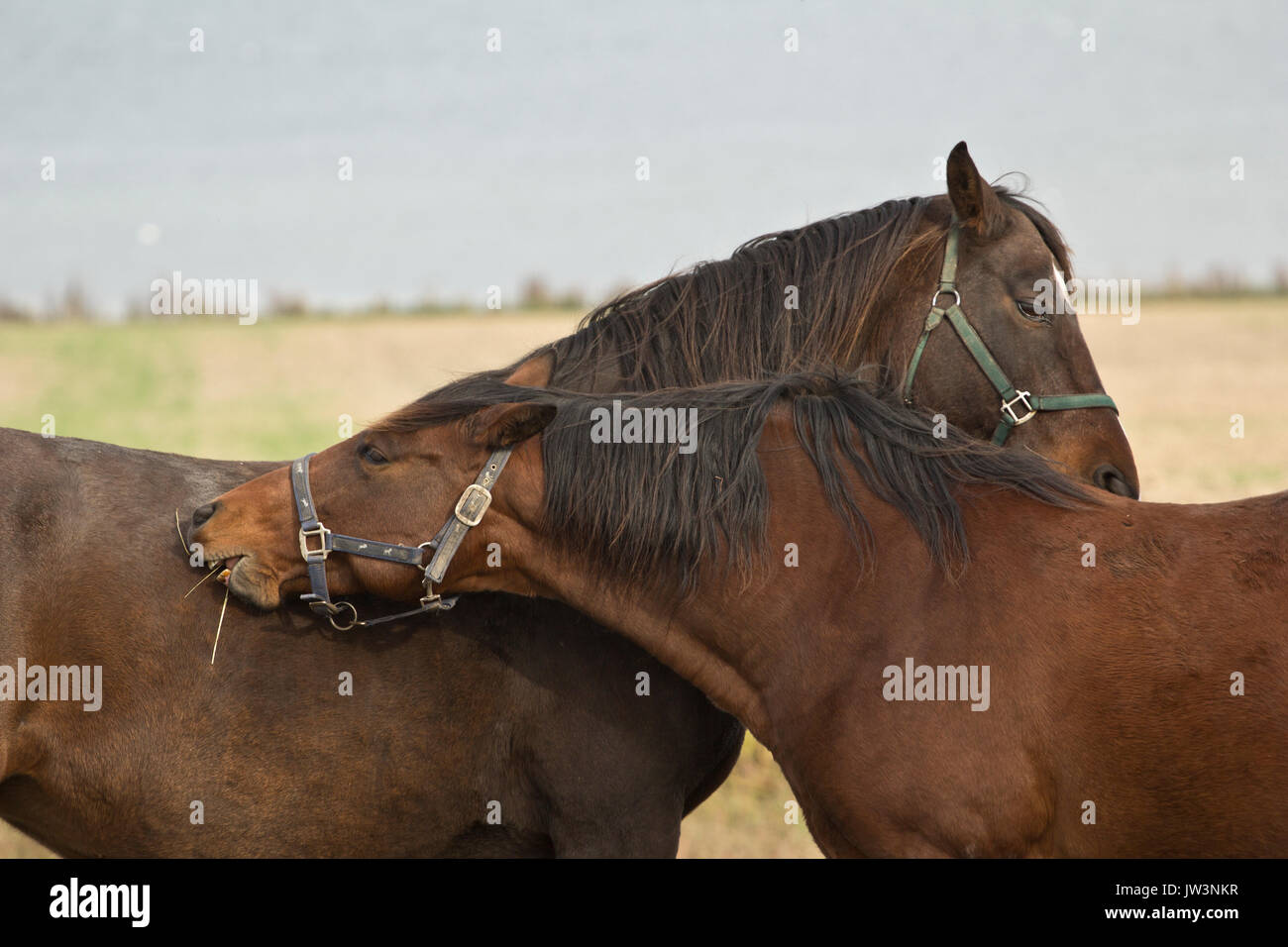 Horse mating hires stock photography and images Alamy