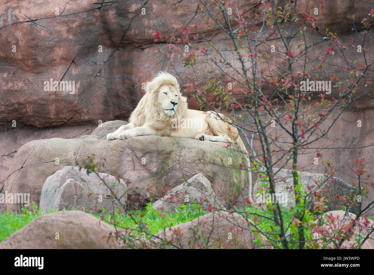 A rare white lion in its natural habitat Stock Photo - Alamy