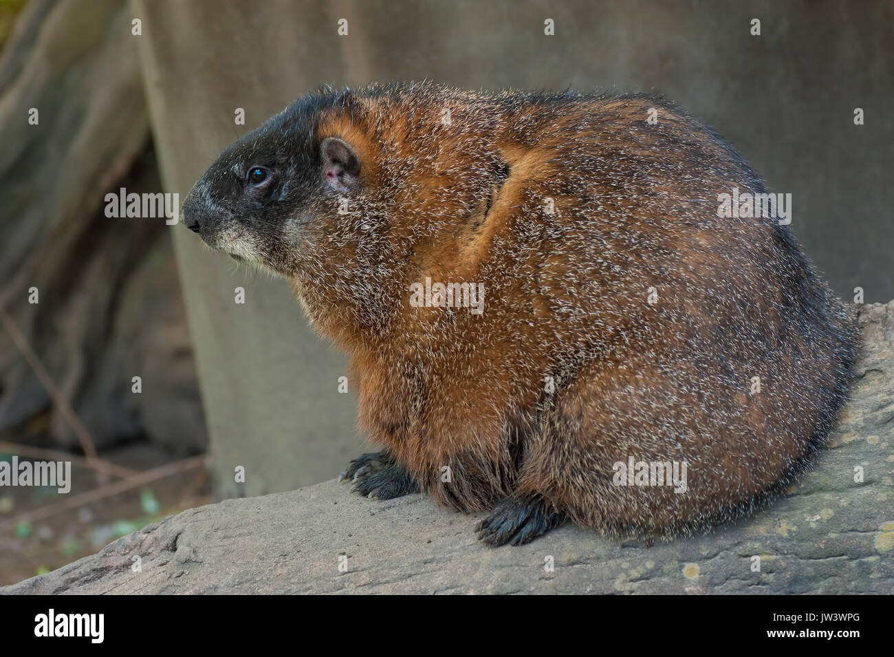 Baby woodchuck hires stock photography and images Alamy