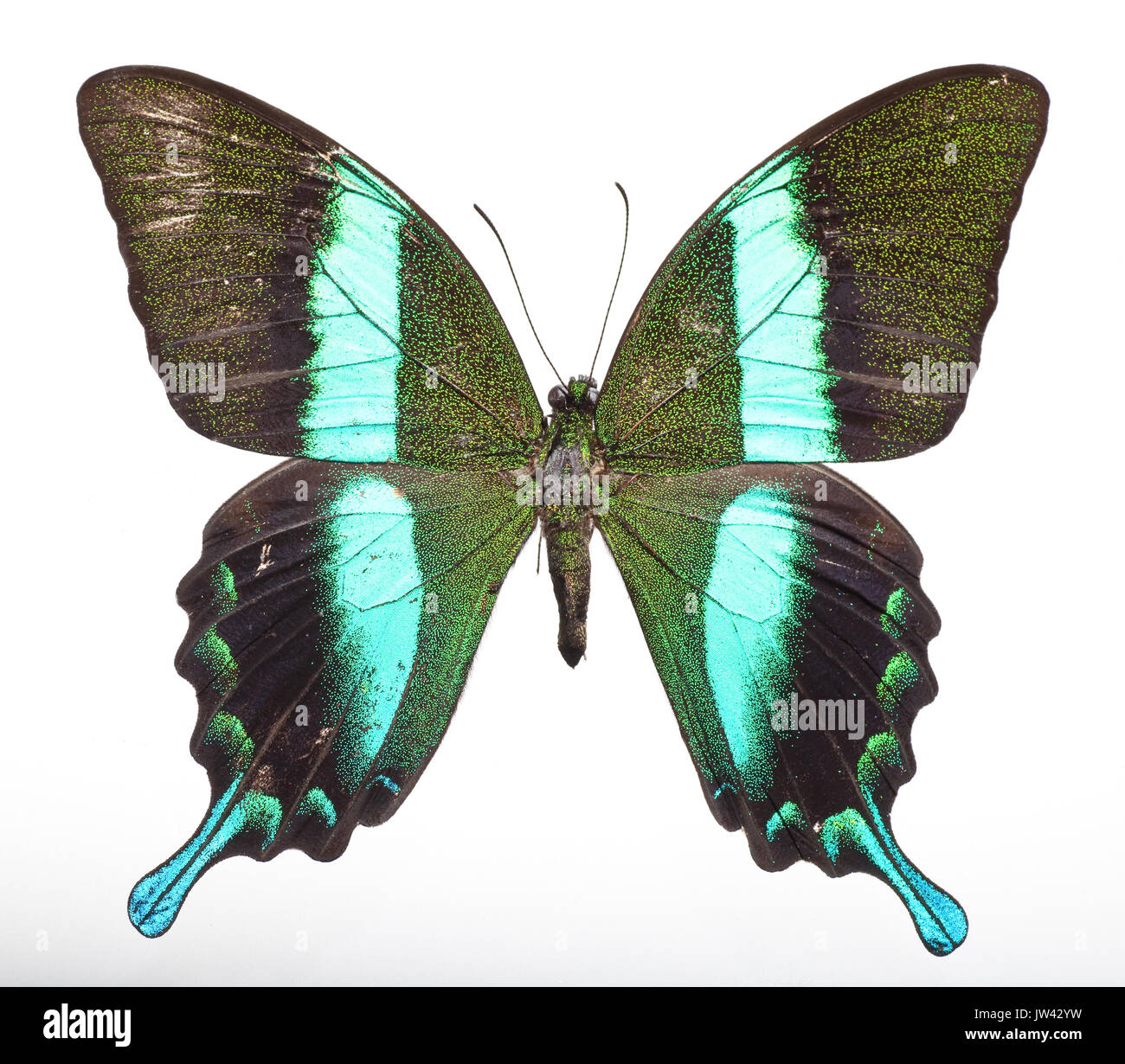 Majestic Green Swallowtail Butterfly [Papilio blumei] (upper Stock