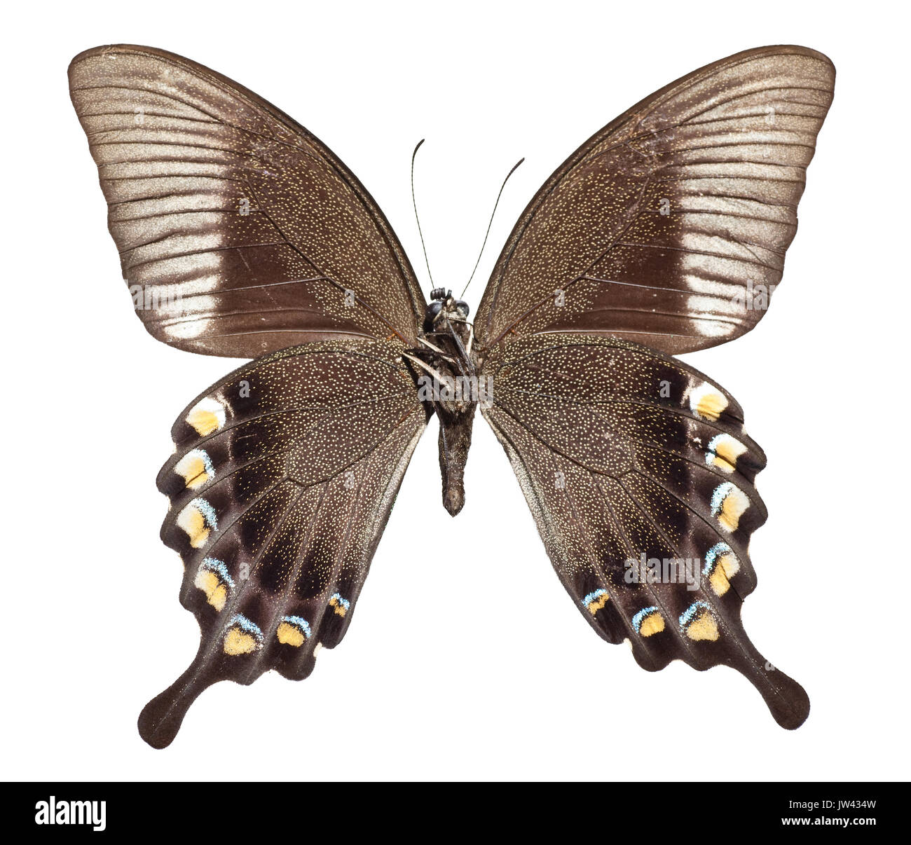 Salins linotte ブルーグリーン　小鳥　フランス　蝶々　グリーン 16 Scilla Litardieri Royalty-Free Images, Stock Photos