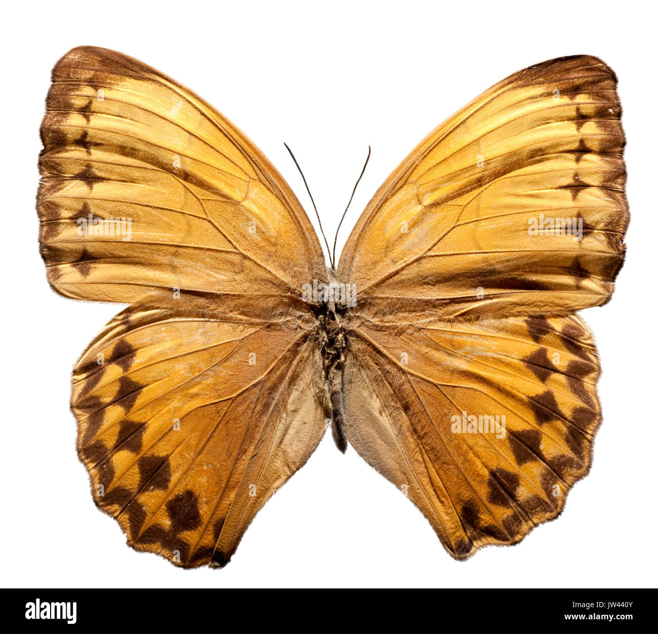 Howqua Butterfly  from South Asia [Stichophthalma howqua] Stock Photo