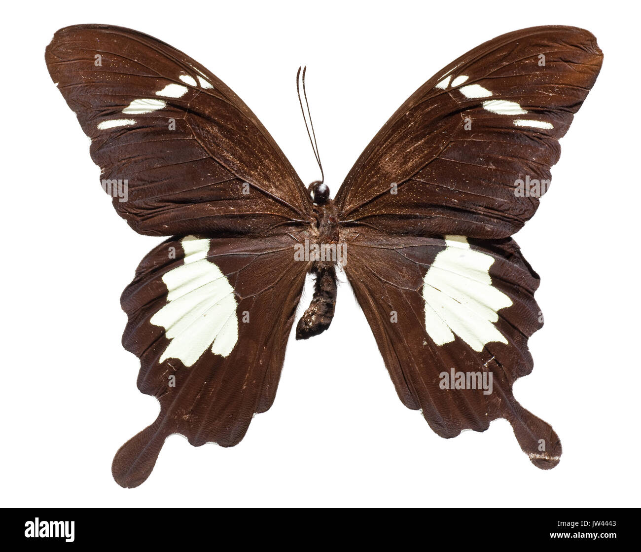 Black and White Helen Butterfly [Papilio nephelus chaon] (upper Stock