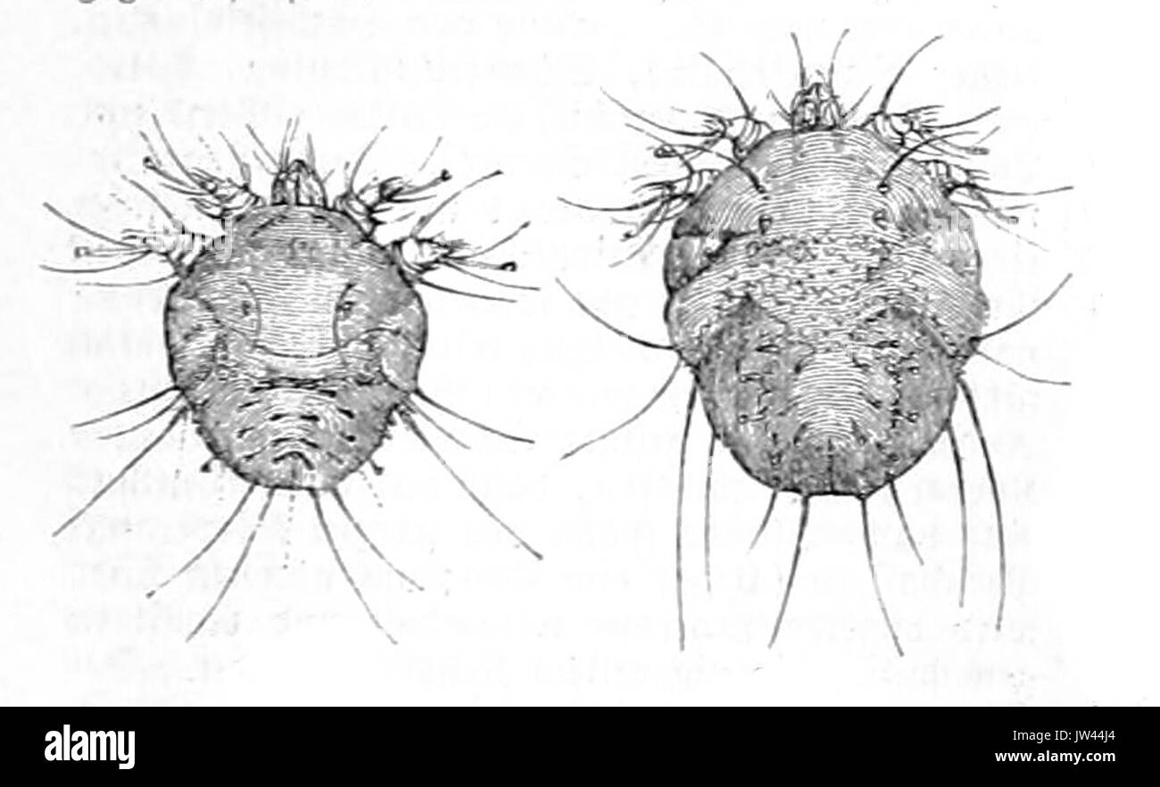 Sarcoptes scabiei Stock Photo