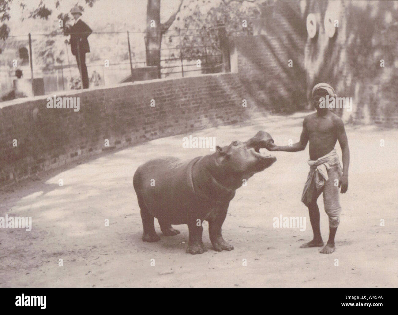 Man feeding a baby Hippo at the Calcutta Zoo, Calcutta (c  1903) Stock Photo