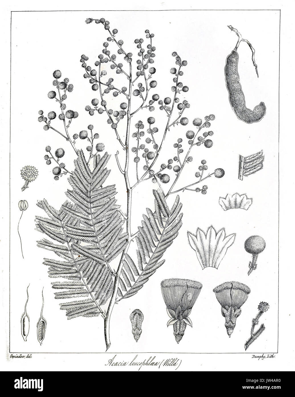 Acacia leucophloea Govindoo Stock Photo
