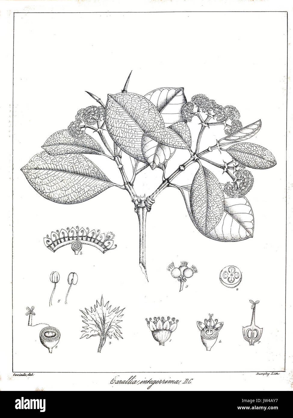 Carallia brachiata Govindoo Stock Photo