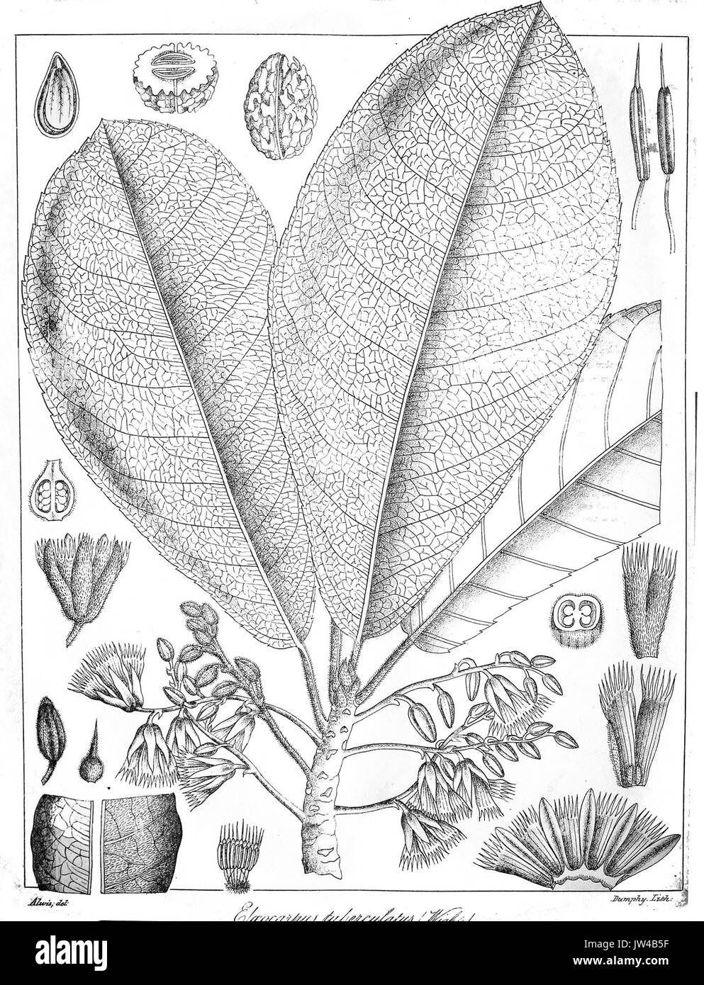 Elaeocarpus tuberculatus Govindoo Stock Photo