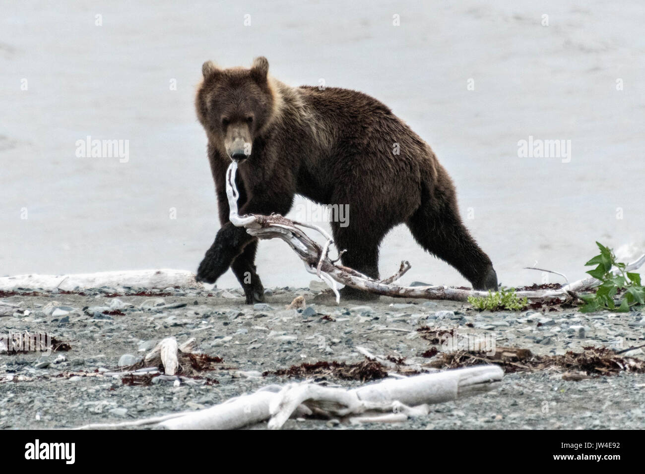 A brown bear sub-adult plays with driftwood branches along the beach at ...