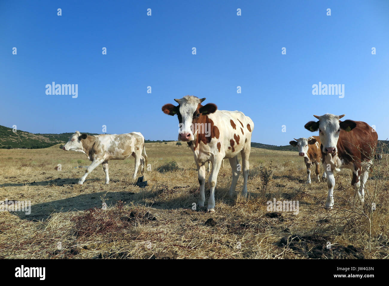 Cows with a group of rural animals landscape hi-res stock photography ...
