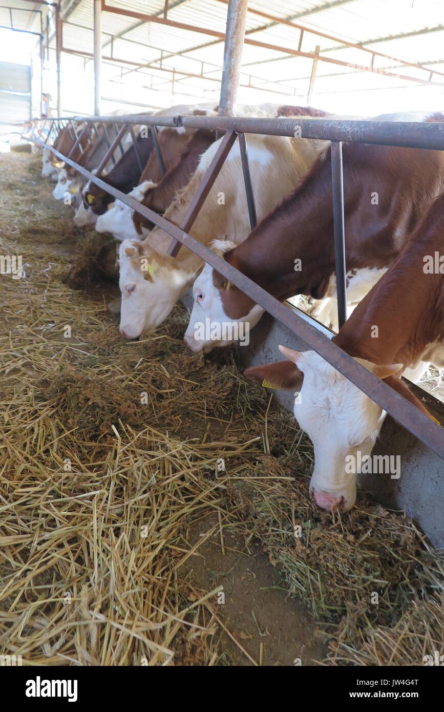 Cows on Farm. Brown and white cows eating hay in the stable Stock Photo ...