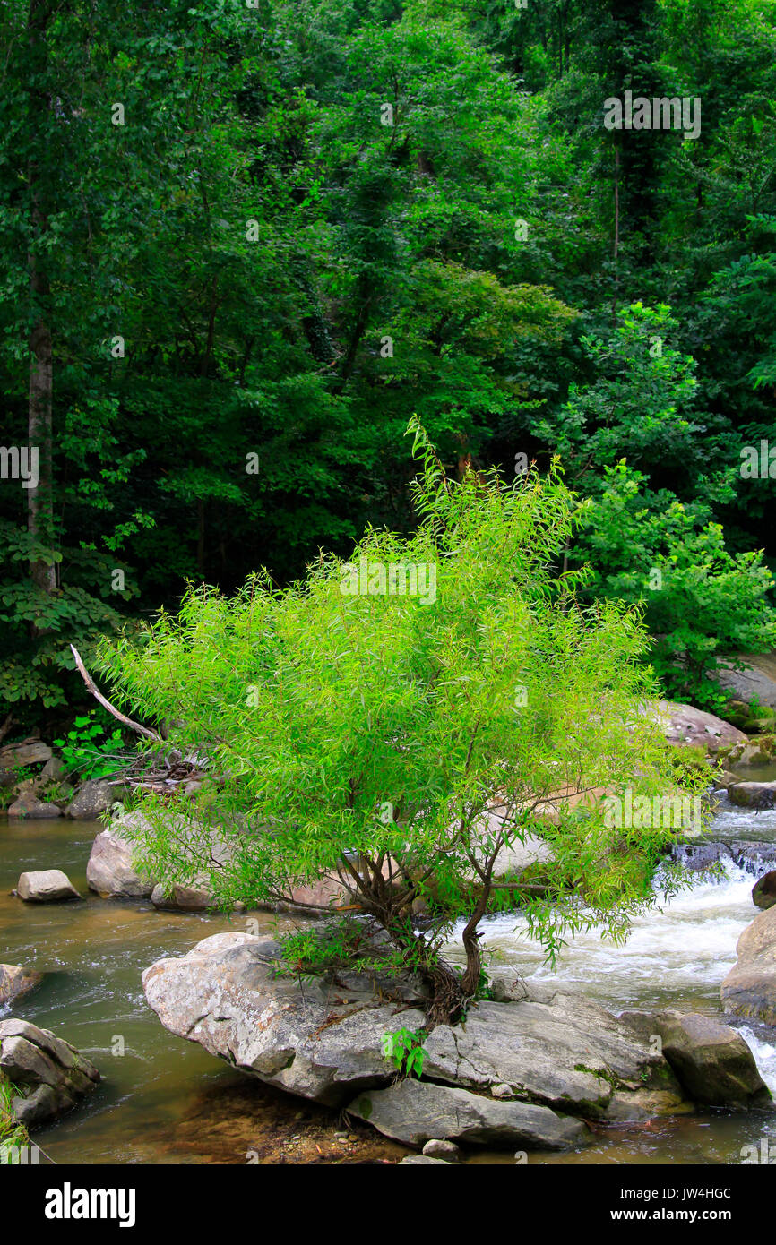 Tree growing from rock hires stock photography and images Alamy
