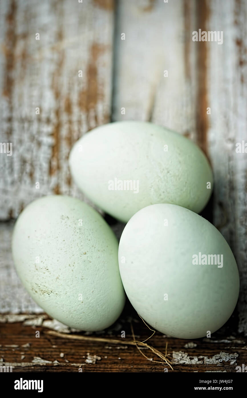 Blue eggs Araucana Stock Photo