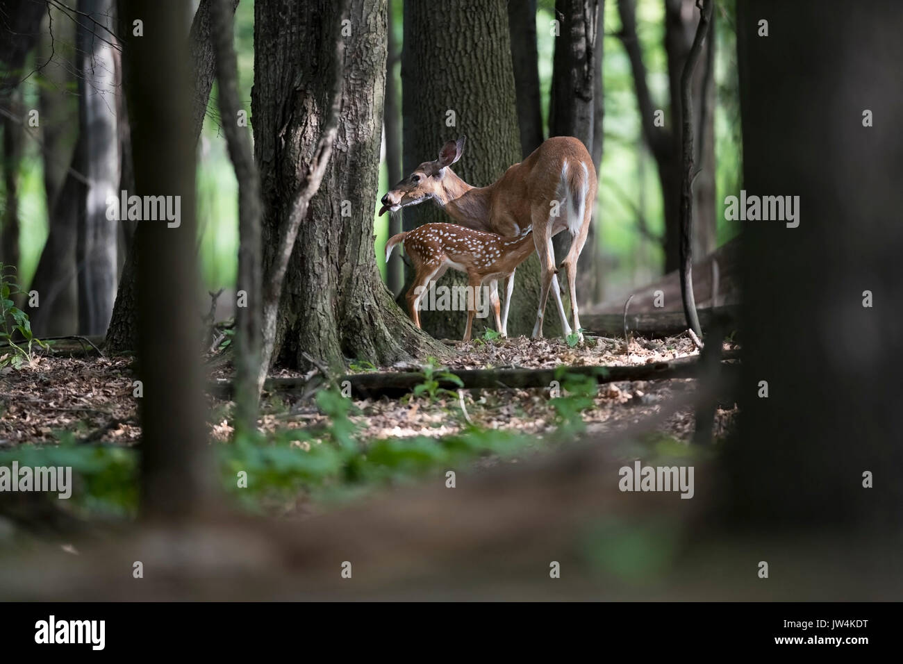 A fawn whitetail deer nursing with its mother Stock Photo Alamy