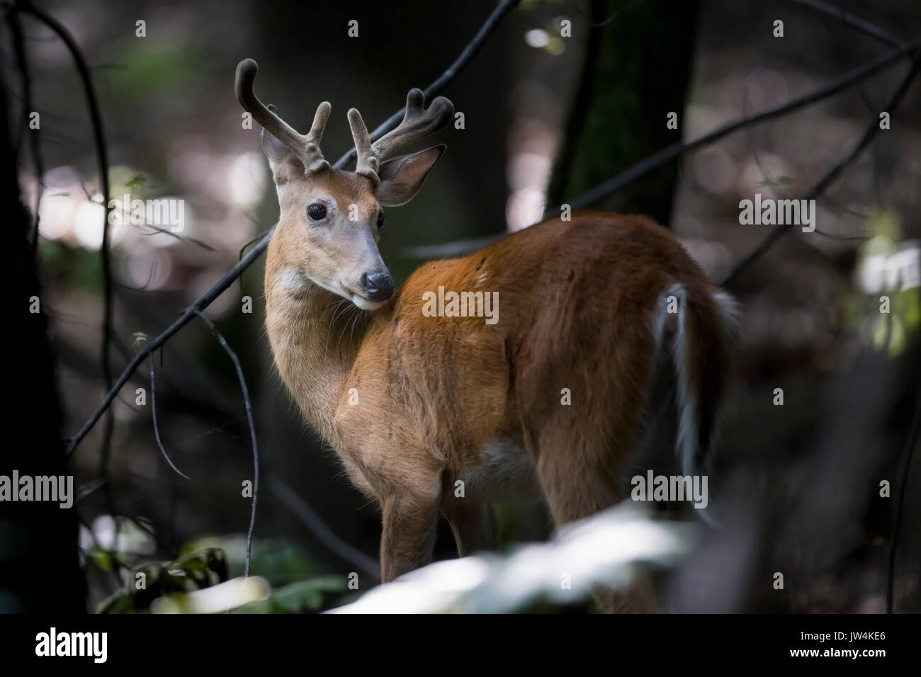 A buck whitetail deer with antlers covered in velvet. Stock Photo