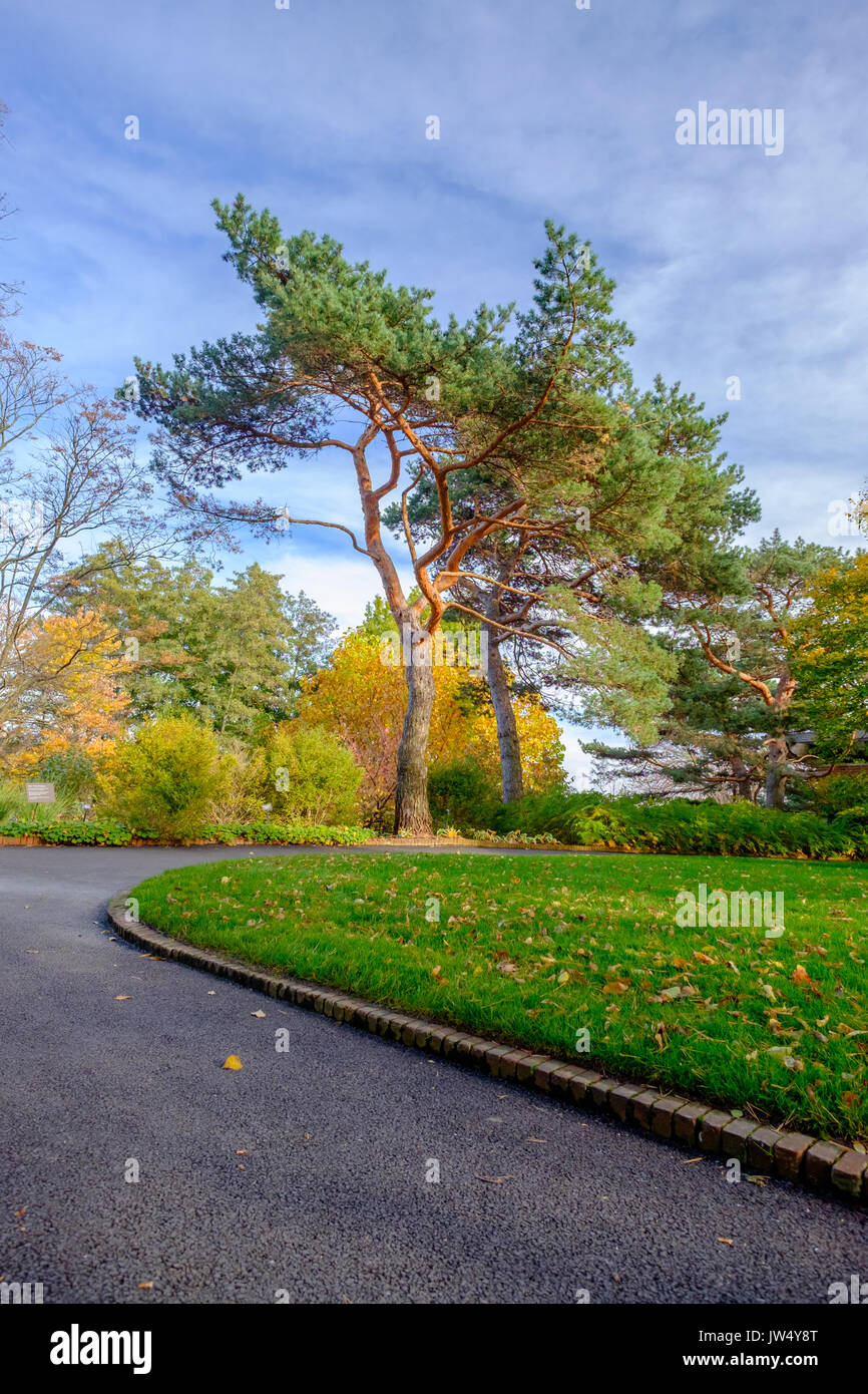 curved path with tree at park Stock Photo