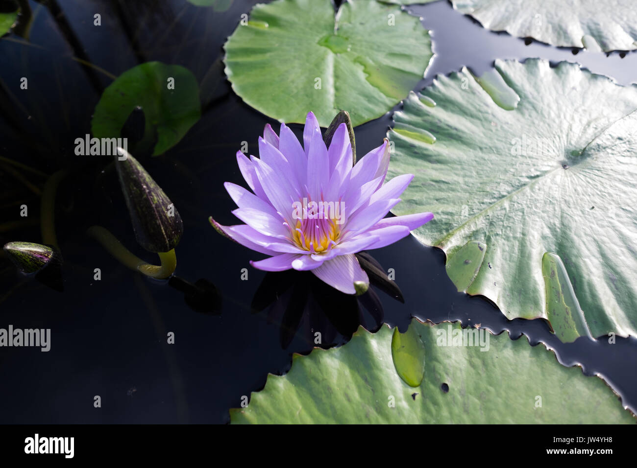 purple lotus flower on water with water lilies Stock Photo