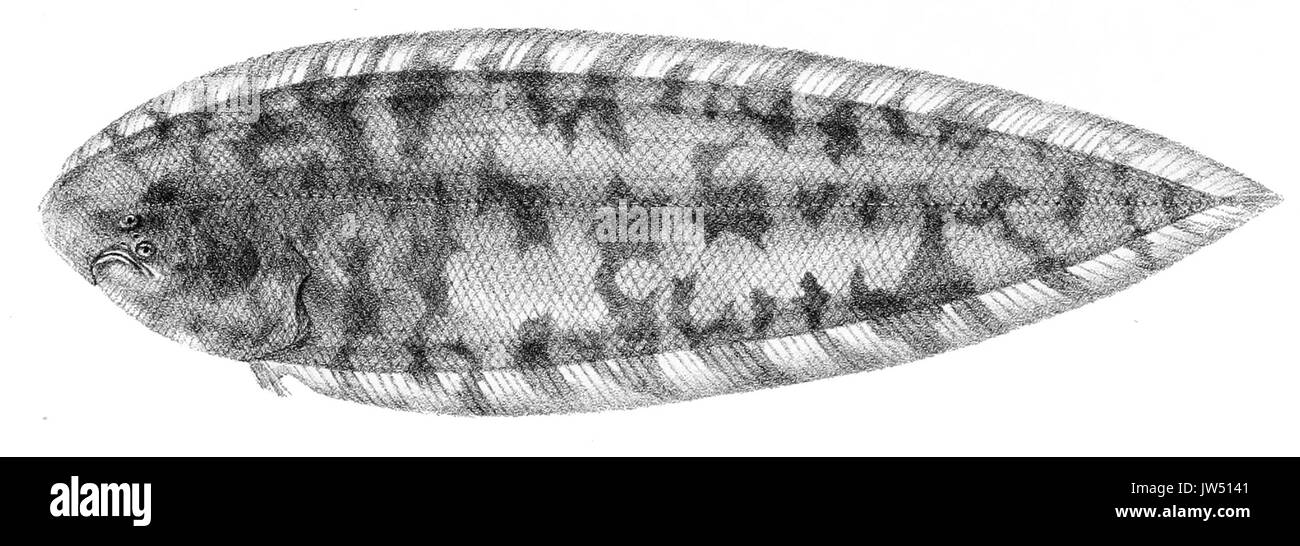 Cynoglossus brachyrhynchus Suzini 96 Stock Photo