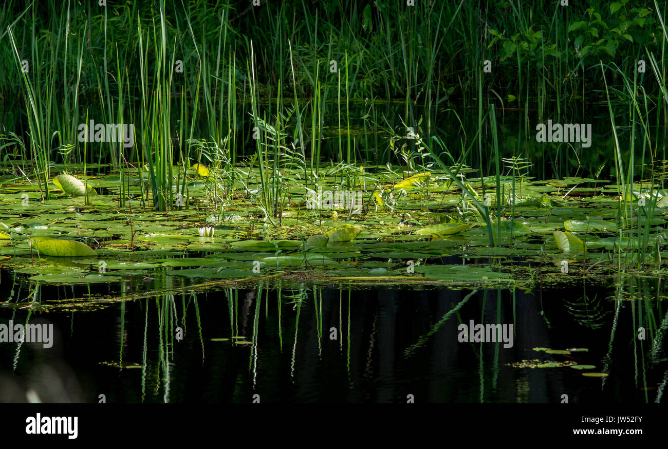 Lily pads and cat tails on a marsh with reflections in the dark water