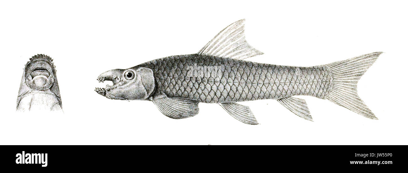 Discognathus lamta Achilles 123 Stock Photo