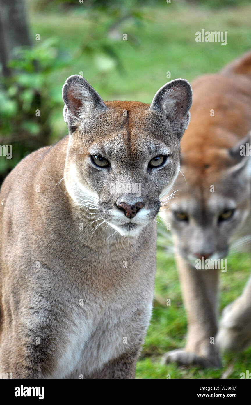 The cougar (Puma concolor), also known as puma, mountain lion, mountain cat, catamount or panther, depending on the region, is a mammal of the family  Stock Photo