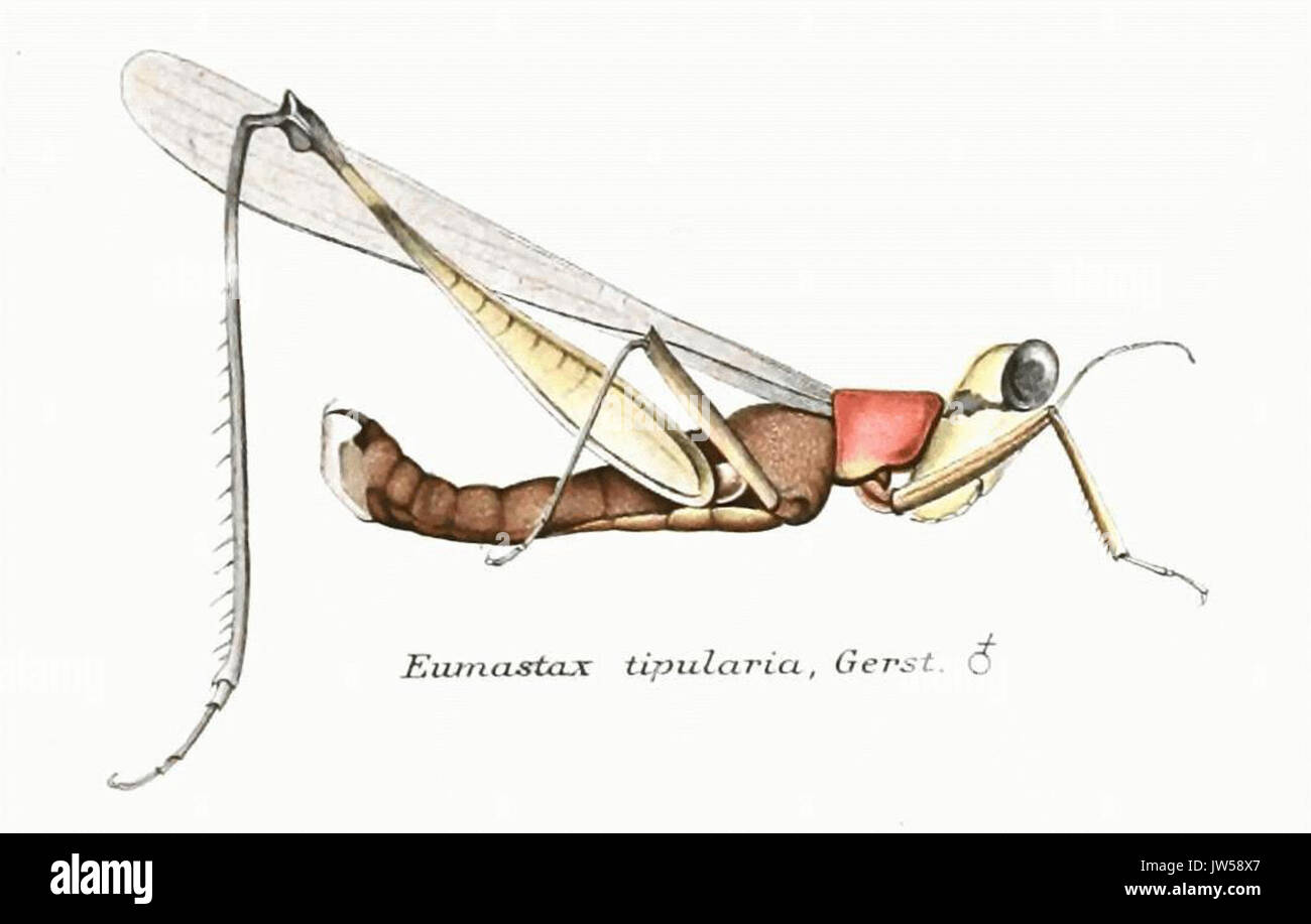 Genera Insectorum   Eumastax tipularia Stock Photo