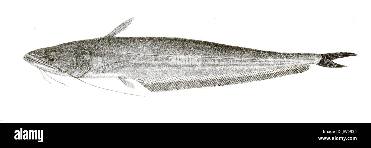 Wallago attu Mintern 111 Stock Photo Alamy