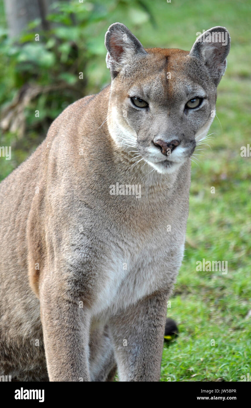 The cougar (Puma concolor), also known as puma, mountain lion, mountain cat, catamount or panther, depending on the region, is a mammal of the family  Stock Photo