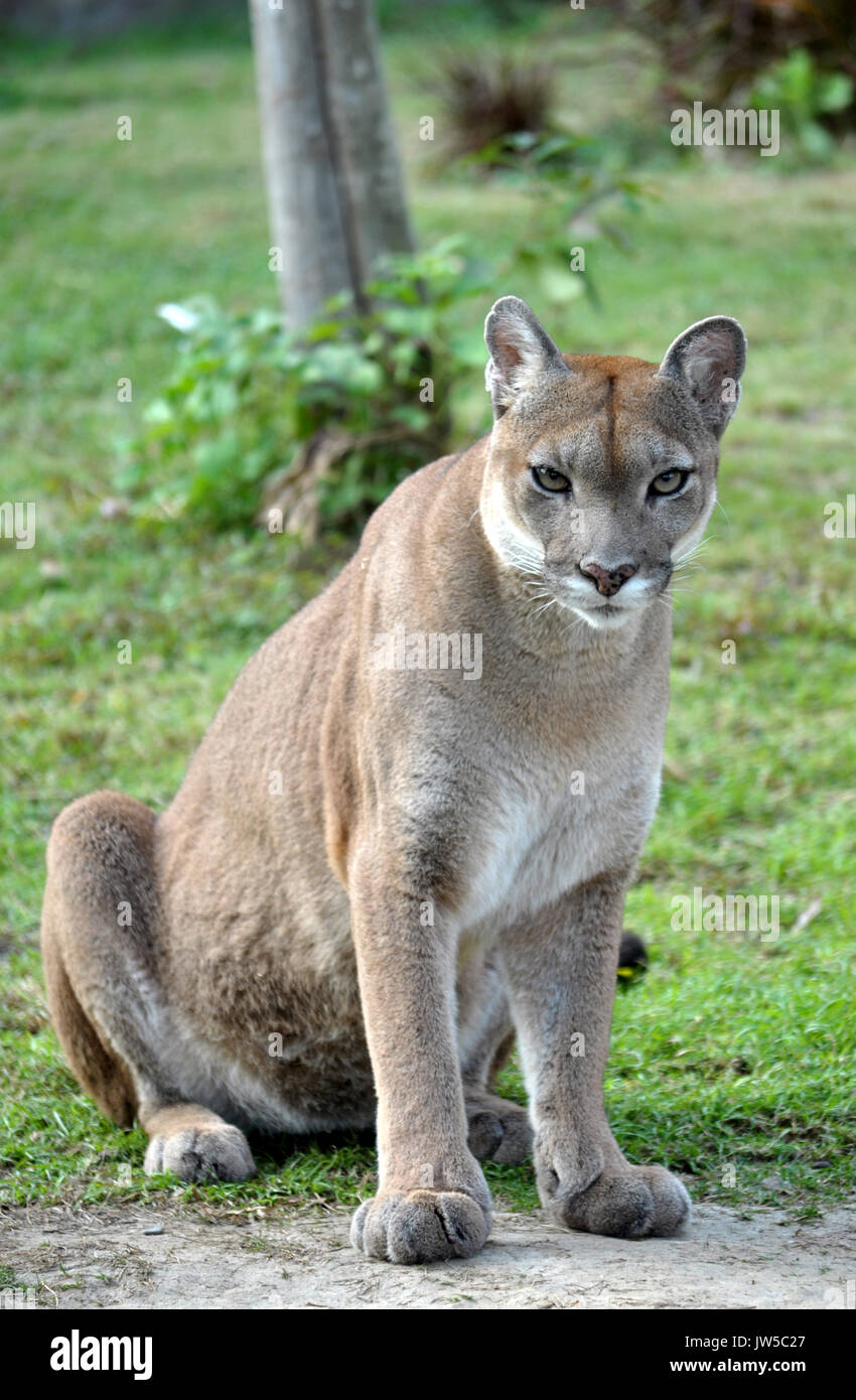 The cougar (Puma concolor), also known as puma, mountain lion, mountain  cat, catamount or panther, depending on the region, is a mammal of the  family Stock Photo - Alamy