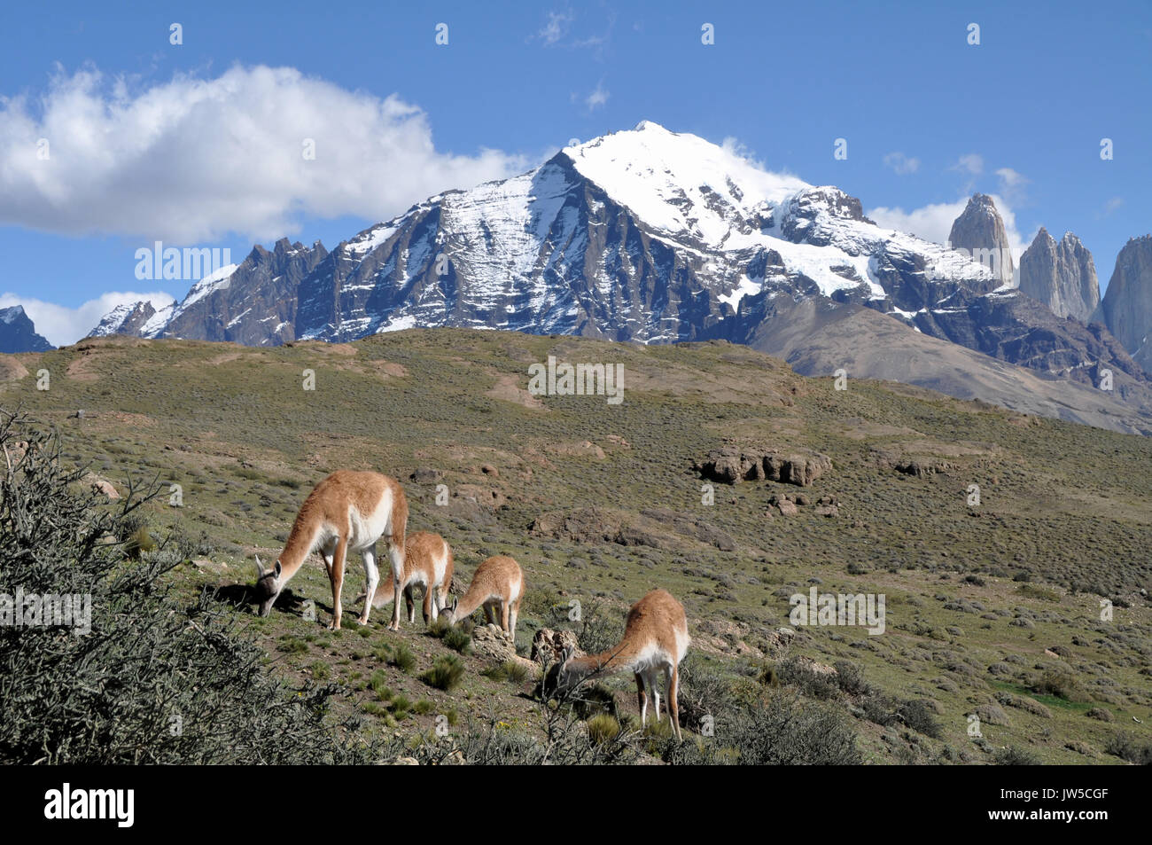 Guanacos (Lama guanicoe) grazing at Torres del Paine national park Stock Photo