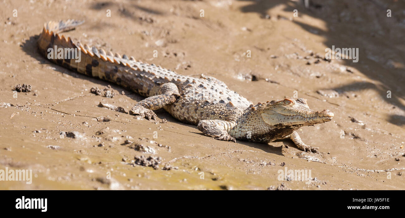 Reptiles living in rivers hires stock photography and images Alamy
